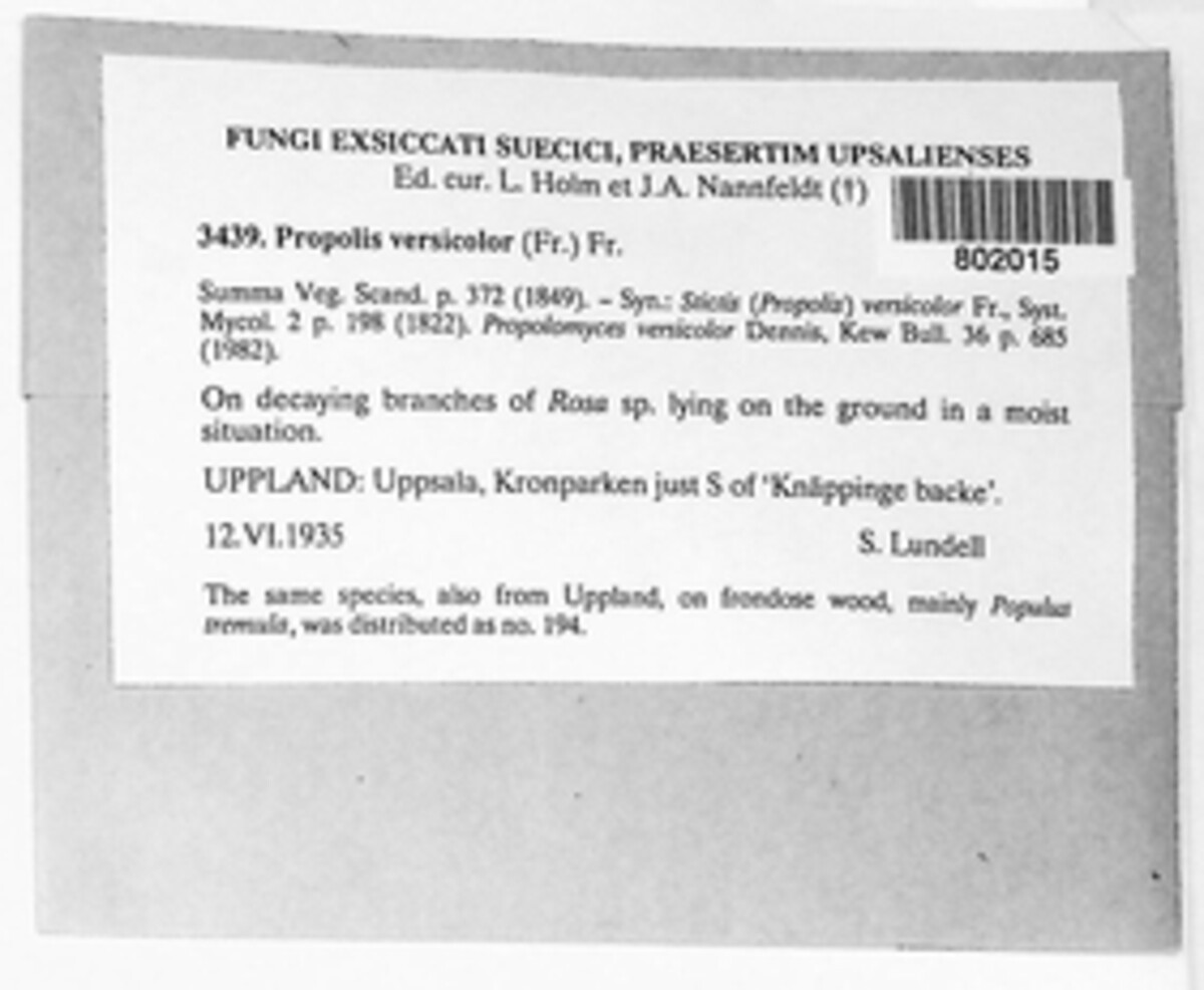 Propolis versicolor image